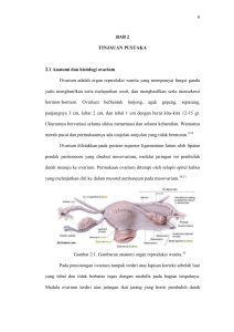 BAB 2 TINJAUAN PUSTAKA 2.1 Anatomi dan histologi ovarium
