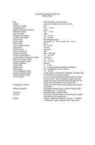 DESKRIPSI KRISAN VARIETAS PINKA PINKY Asal : Balai