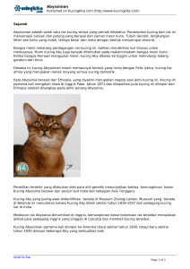 Abyssinian - KucingKita.com