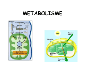 METABOLISME