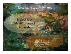 Assalamu`alaikum Wr. Wb. Biologi Task Identification of Annelida