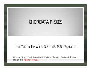 chordata pisces - Ima Yudha Perwira