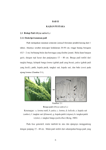 2.1 Biologi Padi (Oryza sativa 2.1.1 Deskripsi tanaman padi Padi