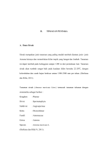 II. TINJAUAN PUSTAKA A. Daun Sirsak Sirsak merupakan jenis