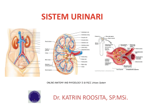 URINARY SYSTEM