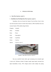 I. TINJAUAN PUSTAKA A. Ikan Mas ( Cyprinus carpio L) 1