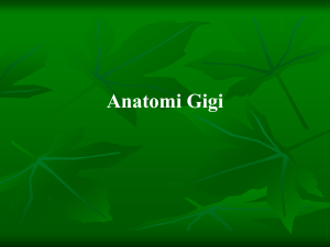 Anatomi Gigi