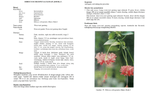 Gambar 39 Hibiscus schizopetalus (Mast.) Hook f.