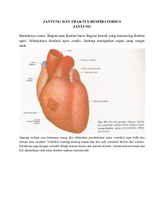 jantung dan traktus respiratorius