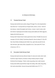 II. TINJAUAN PUSTAKA 2.1 Tanaman Kacang Tanah Kacang tanah