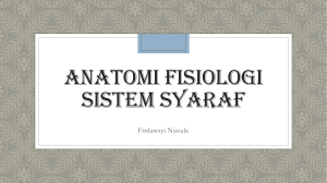 Anatomi fisiologi sistem syaraf