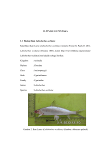 5 II. TINJAUAN PUSTAKA 2.1 Biologi Ikan Labiobarbus ocellatus