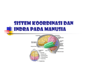 Sistem Koordinasi dan Indra pada Manusia