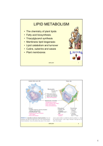 lipid metabolism