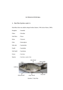 II. TINJAUAN PUSTAKA A. Ikan Mas ( Cyprinus carpio L.) Klasifikasi
