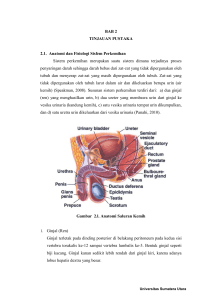 BAB 2 TINJAUAN PUSTAKA 2.1. Anatomi dan Fisiologi Sisfem