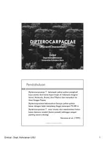 dipterocarpaceae