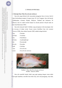 2. TINJAUAN PUSTAKA 2.1 Deskripsi Ikan Nila