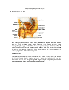 sistem reproduksi pada manusia