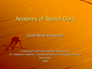 Anatomy of Spinal Cord