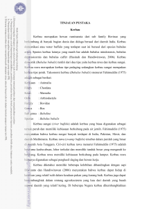 TINJAUAN PUSTAKA Kerbau Kerbau merupakan