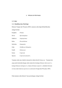 I. TINJAUAN PUSTAKA 1.1 Cabai 1.1.1 Klasifikasi dan Morfologi