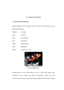 taksonomi ikan Clownfish strain Amphiprion percula a