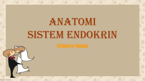 anatomi sistem endokrin