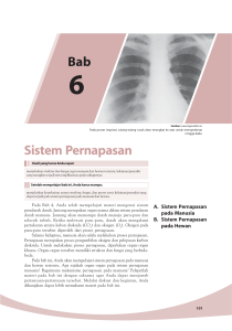 Sistem Pernapasan