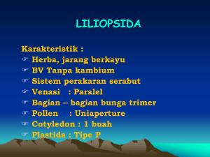liliopsida - Direktori File UPI