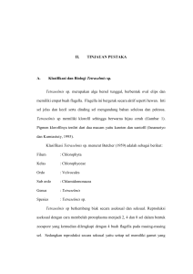 6 II. TINJAUAN PUSTAKA A. Klasifikasi dan Biologi Tetraselmis sp