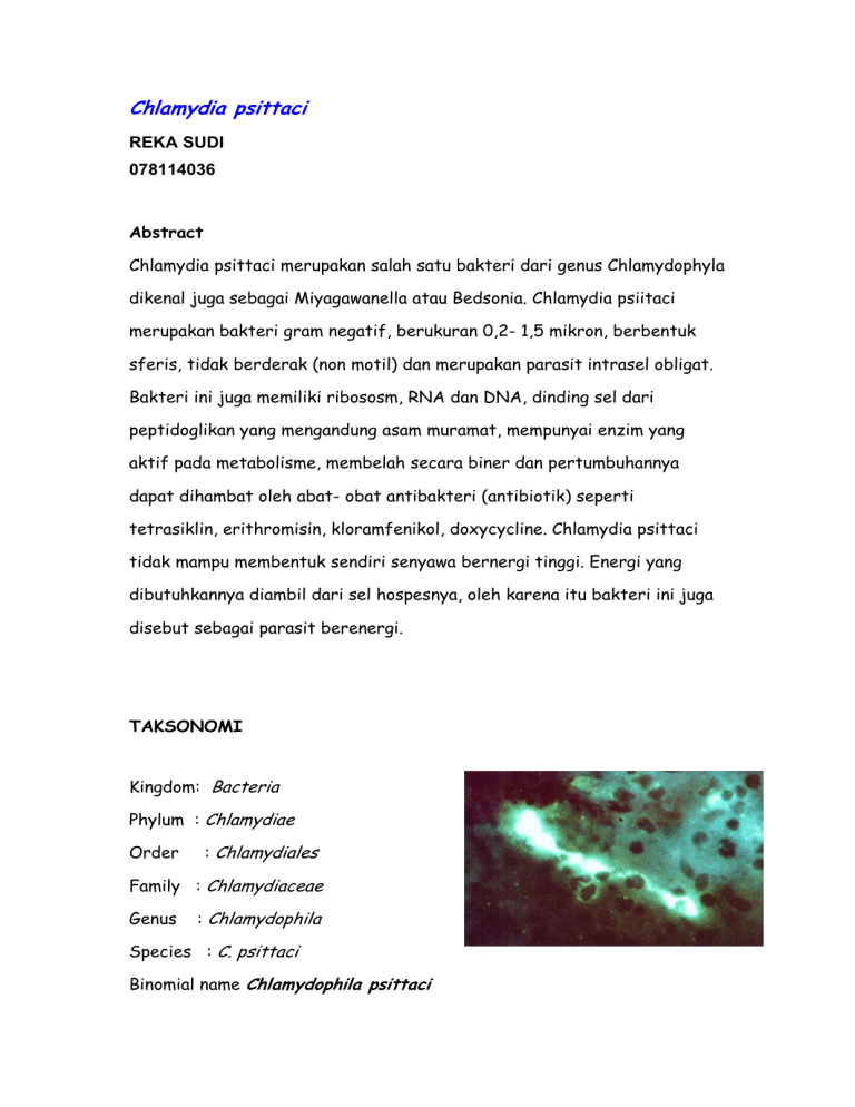 chlamydia-psittaci