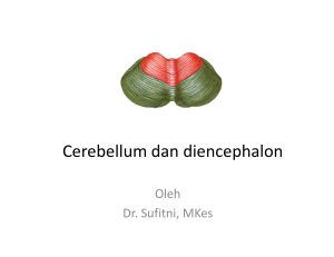 b ll ddhl Cerebellum dan diencephalon