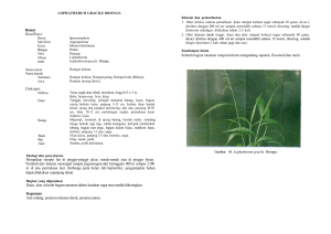 Botani Klasifikasi: Diskripsi: Merupakan rumput liar di pinggir