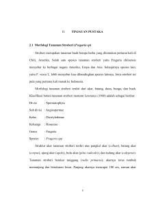 II. TINJAUAN PUSTAKA 2.1 Morfologi Tanaman Stroberi (Fragaria sp)