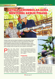 ketika gerombolan kera menyerbu kebun pisang