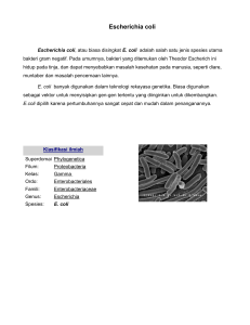 Escherichia coli