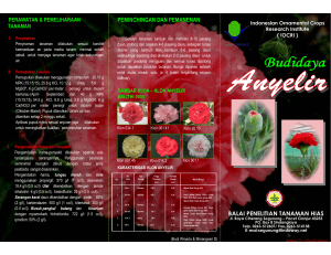 Budidaya Anyelir