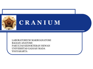 cranium - eLisa UGM