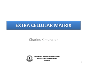 extra cellular matrix