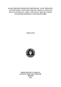 kajian histopatologi dan imunologi ayam pedaging