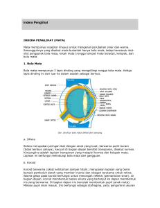 Indera Penglihat