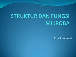 Rita Shintawati - Direktori File UPI