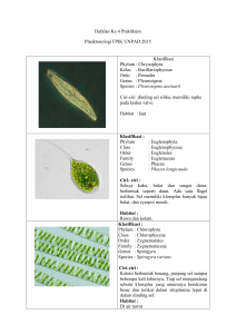 Chrysophyta Kelas : Bacillariophyceae Ordo