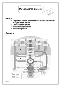 Metabolisme protein