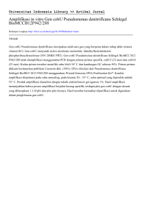 Amplifikasi in vitro Gen cobU Pseudomonas denitriflcans Schlegel