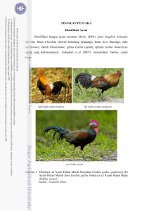 TINJAUAN PUSTAKA Klasifikasi Ayam Klasifikasi