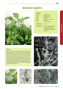 Artemisia vulgaris L.