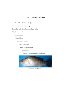 II. TINJAUAN PUSTAKA 2.1 Ikan Kakap Putih (L. calcalifer) 2.1.1