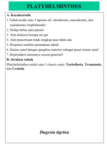 platyhelminthes - Direktori File UPI